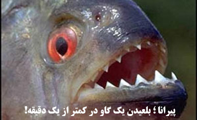 piranhas