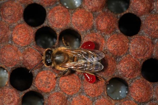 bee